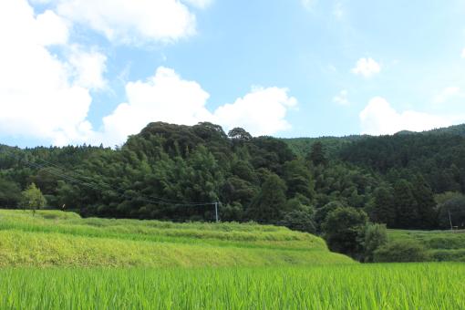 白川の棚田-0