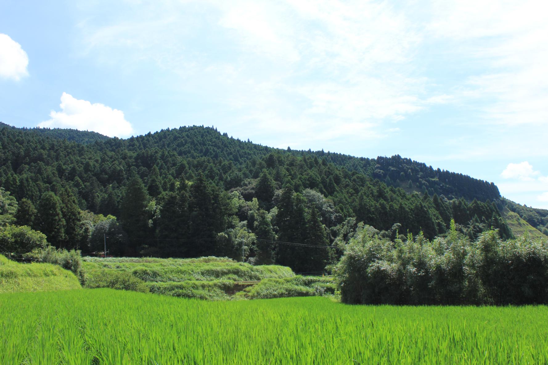 白川の棚田-2