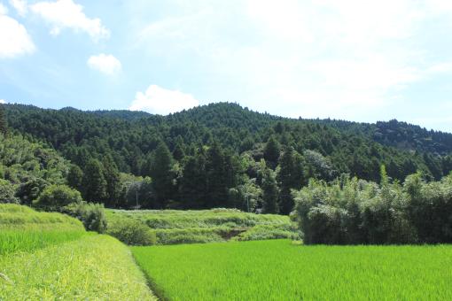 白川の棚田-1