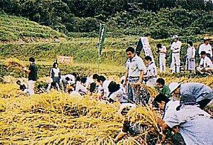 You’ll love it!! Midori Rice Paddy Farm -1