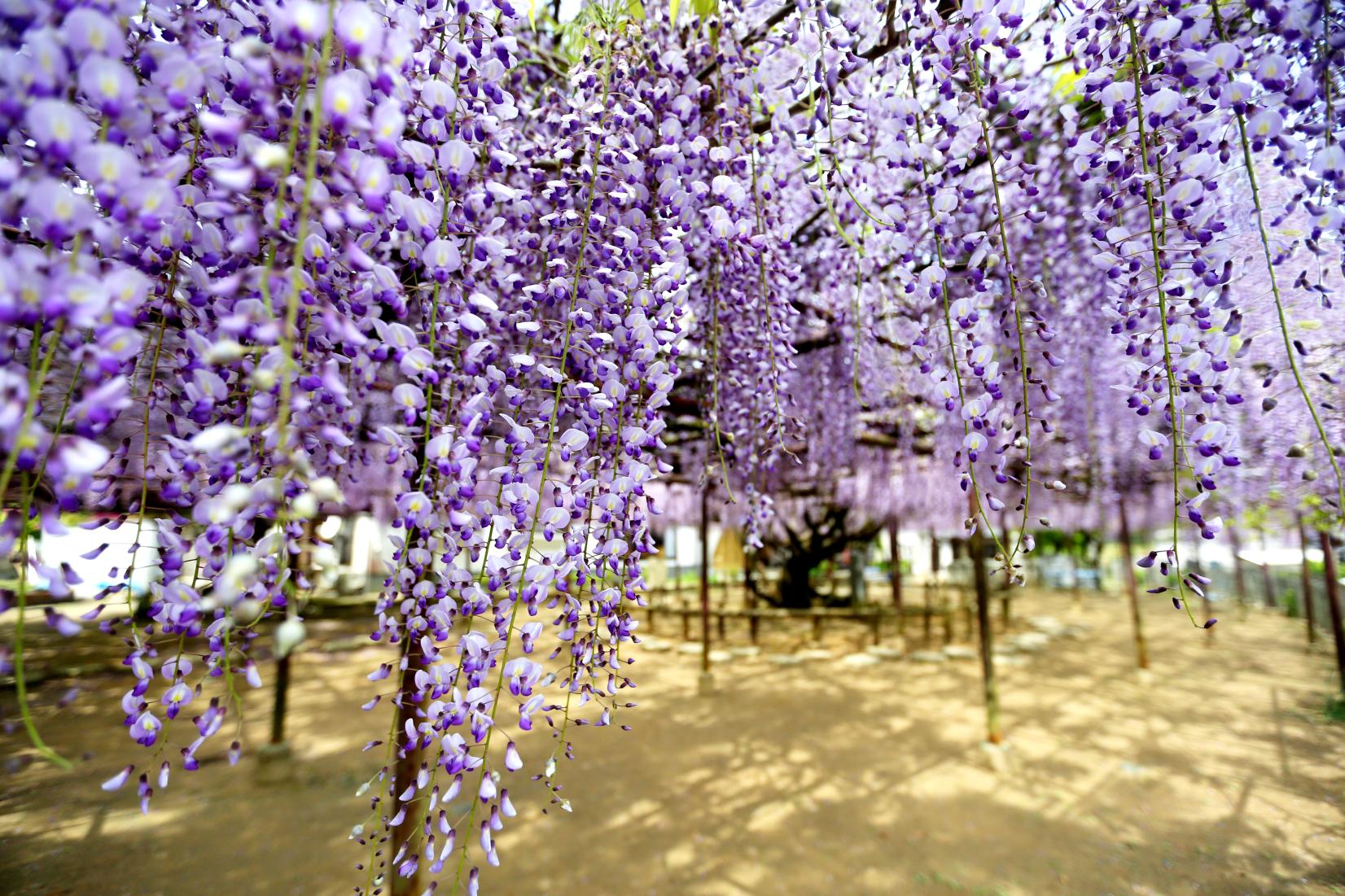 定禅寺の藤まつり