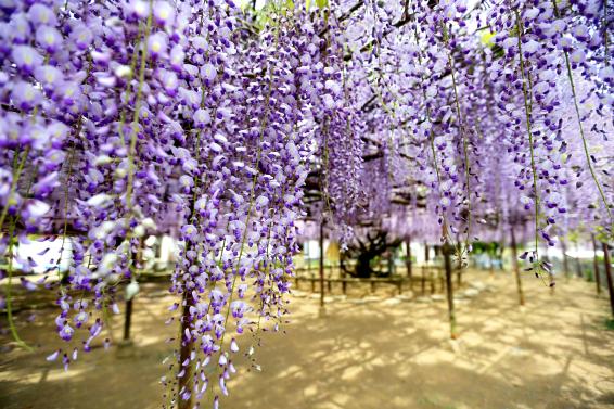 定禅寺の藤まつり-0