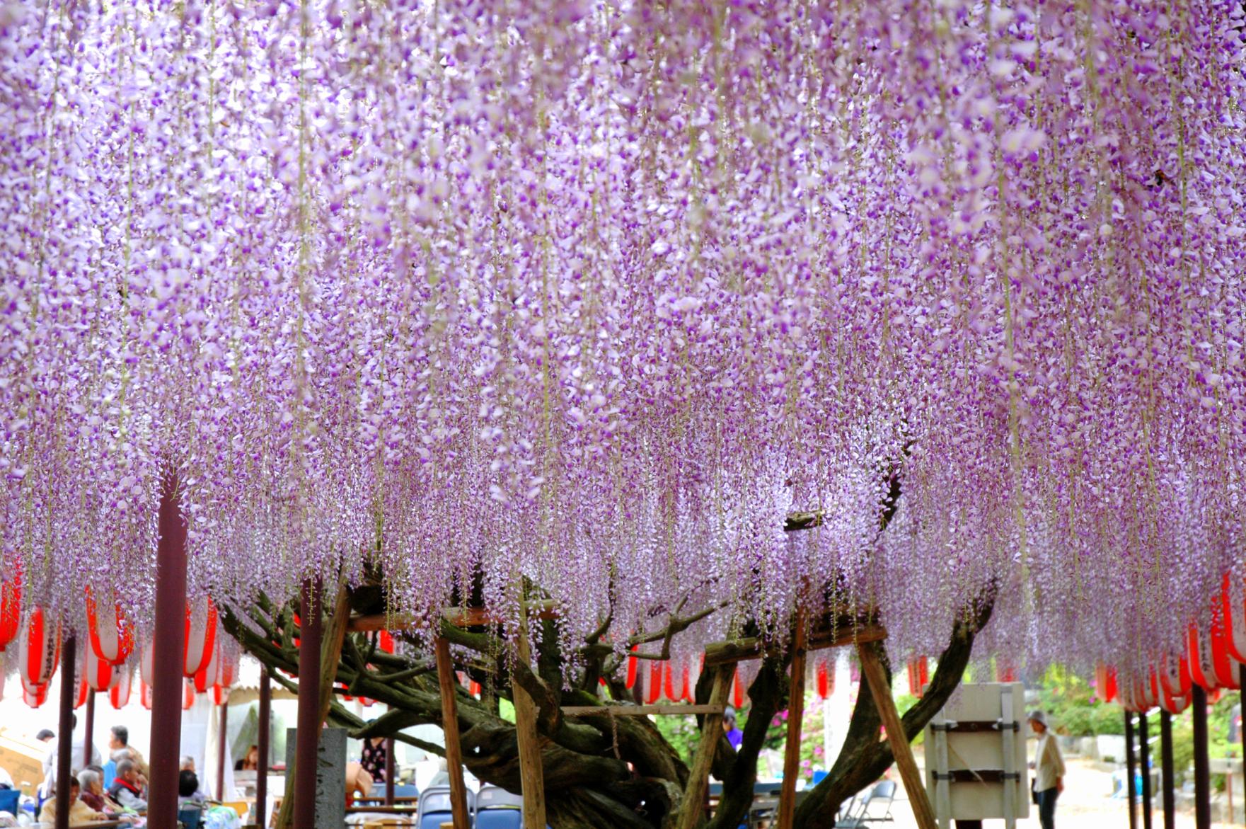 定禅寺の藤まつり-2