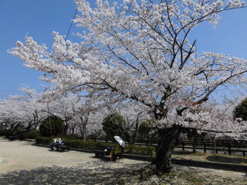 丸山公園