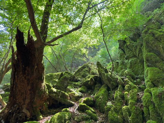 古処山キャンプ村「遊人の杜」-2