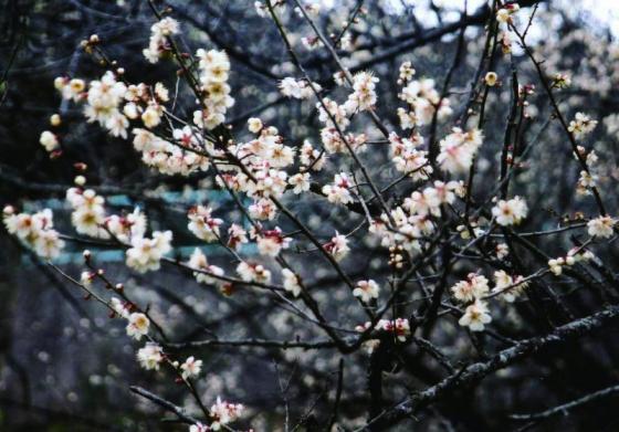 神宮院・高座石寺-1