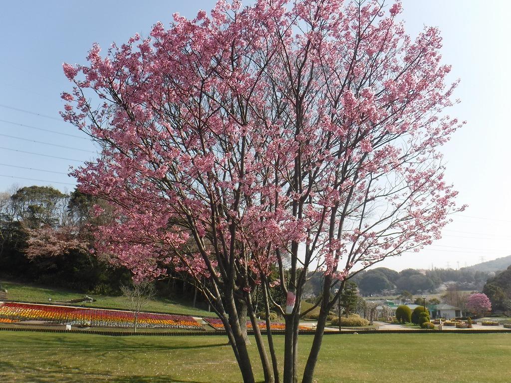 Kitakyushu Municipal Hibikinada Green and Green Park-9