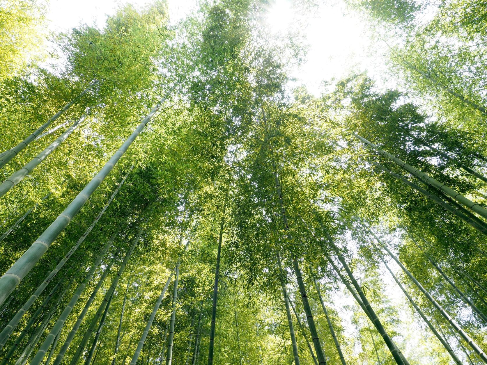 오우마 관광 죽순원-1