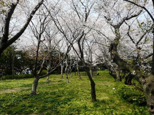 城山公園　【芦屋町】-1