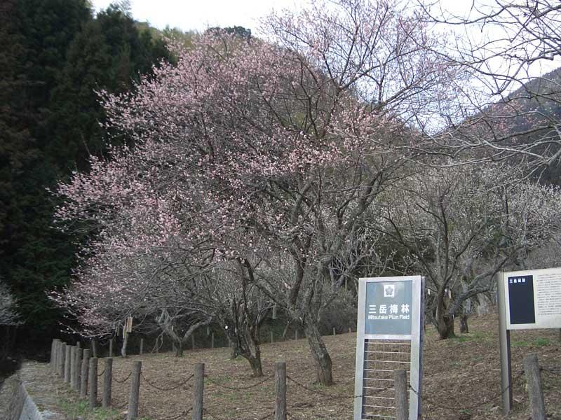 三岳梅林公園-3