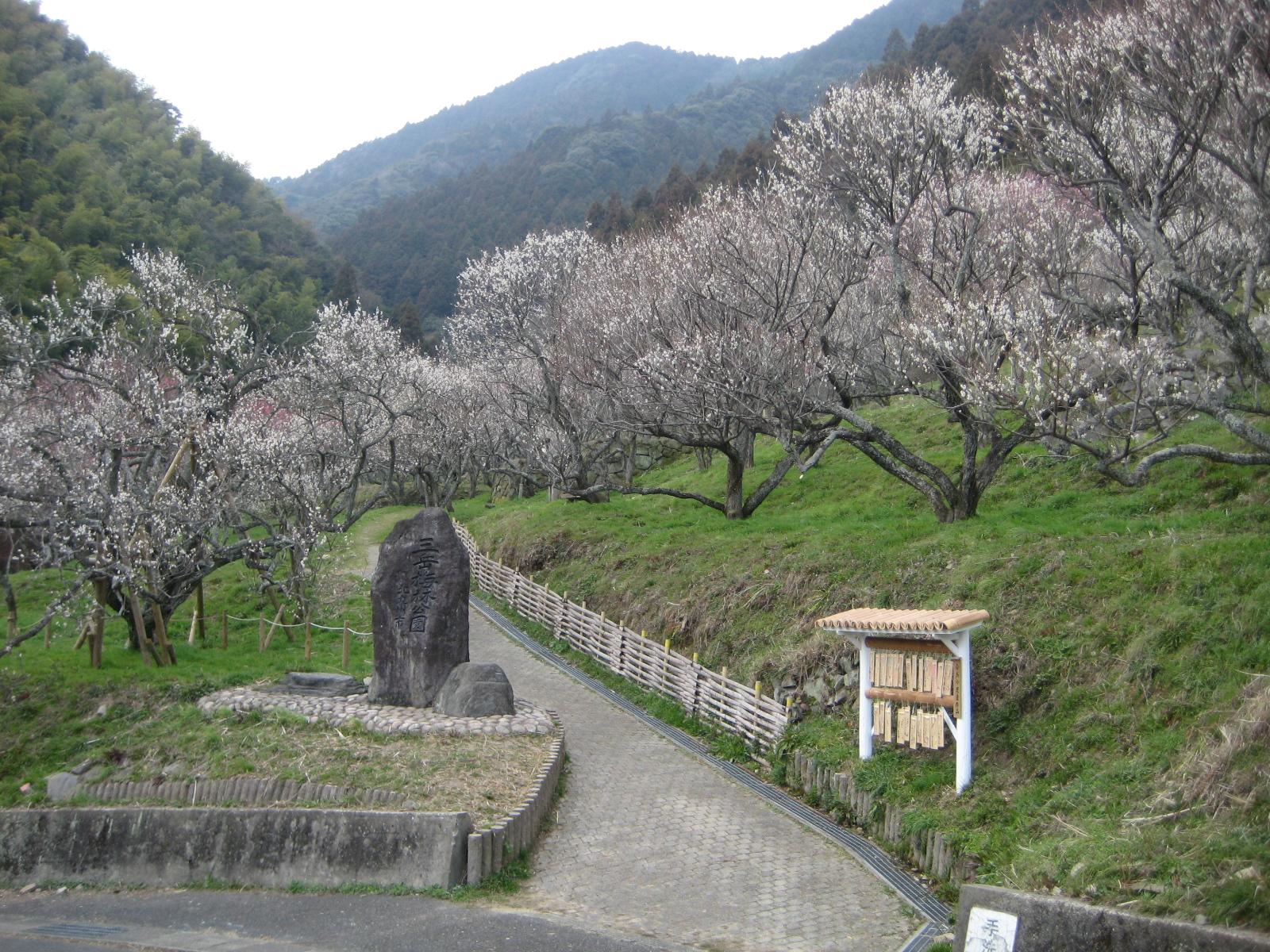 三岳梅林公園-1