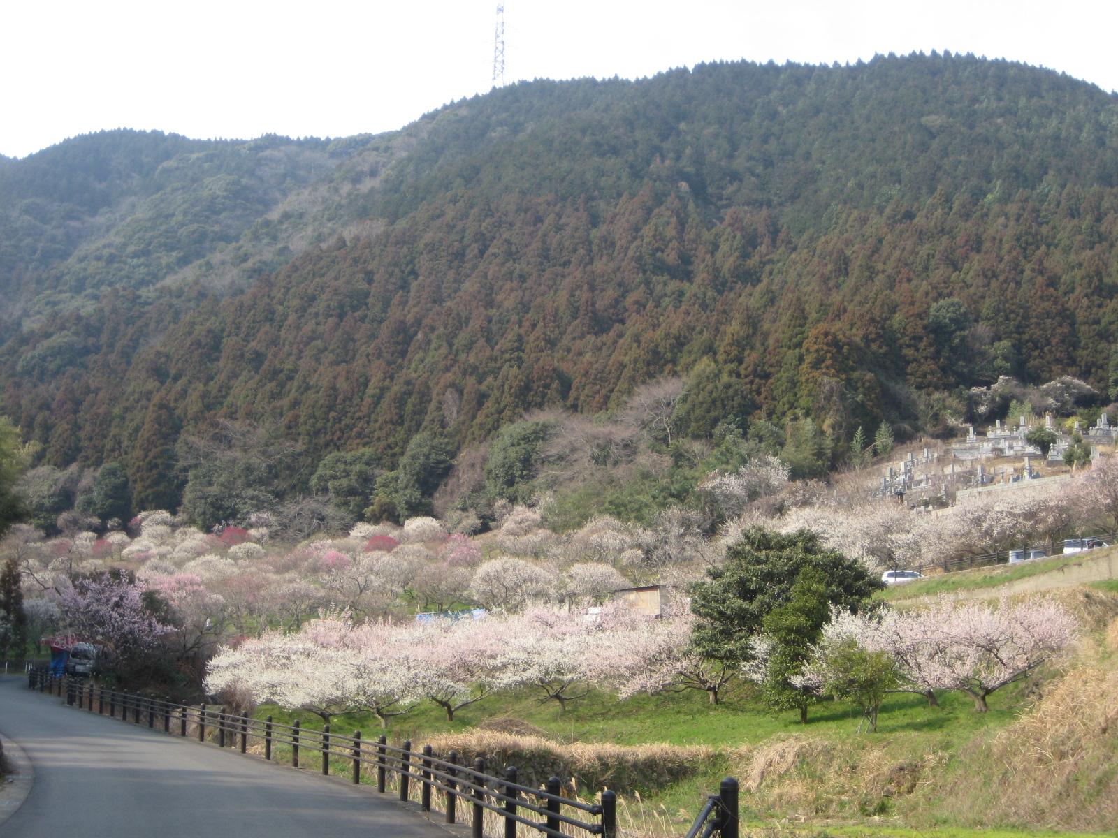 三岳梅林公園