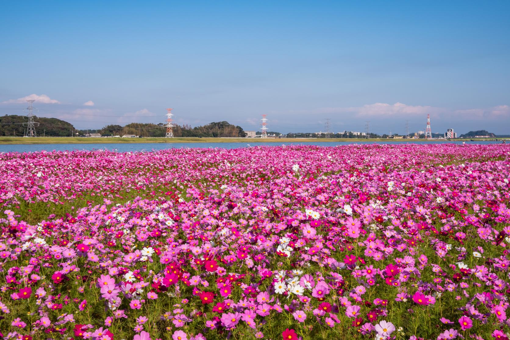 水卷町远贺川江边的大波斯菊园