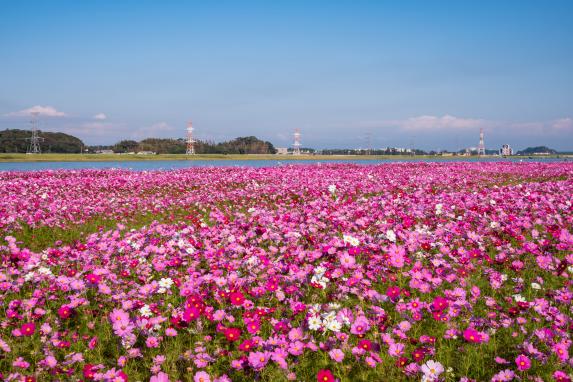 水卷町远贺川江边的大波斯菊园-0