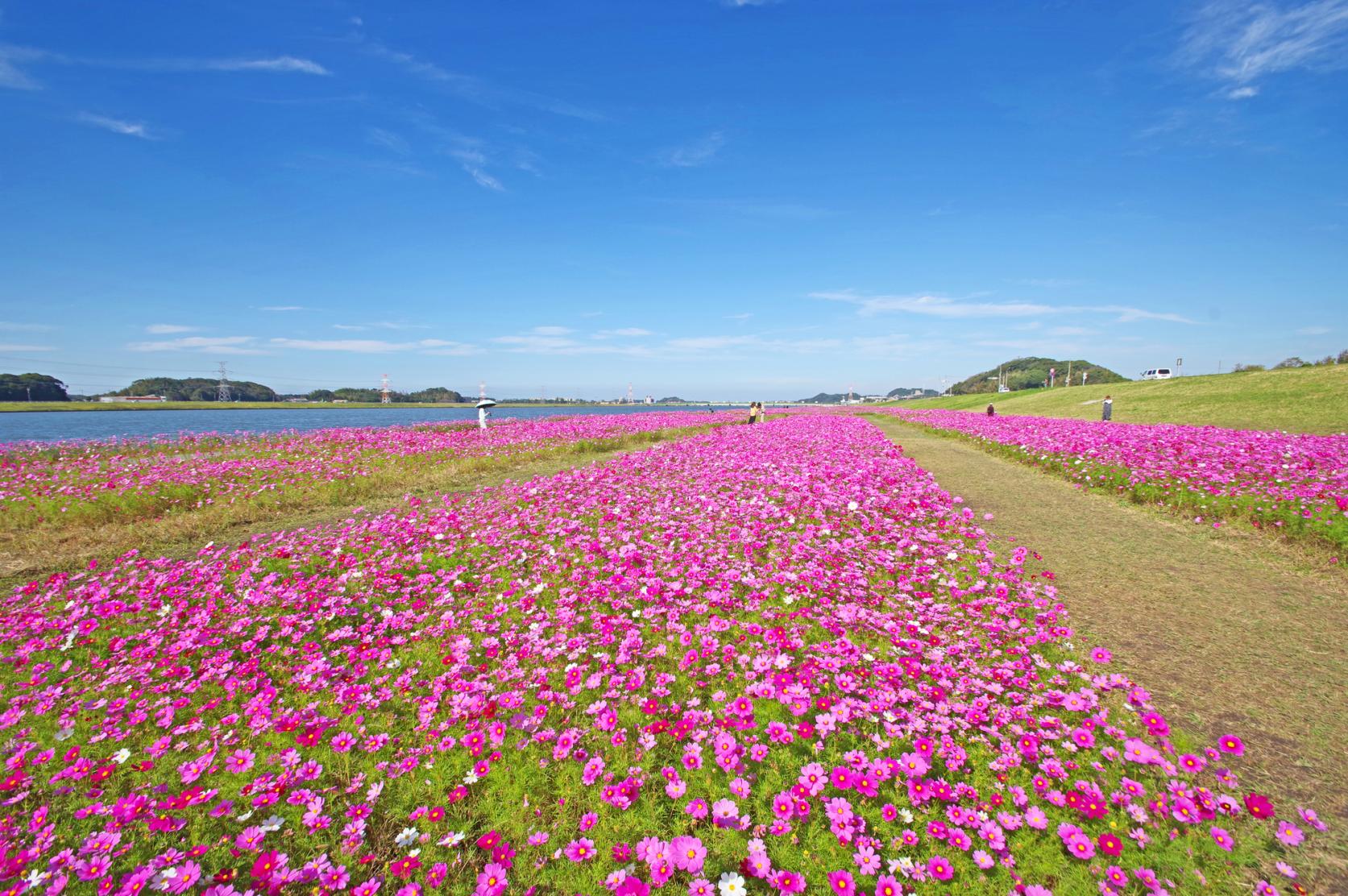 水卷町遠賀川江邊的大波斯菊園-5