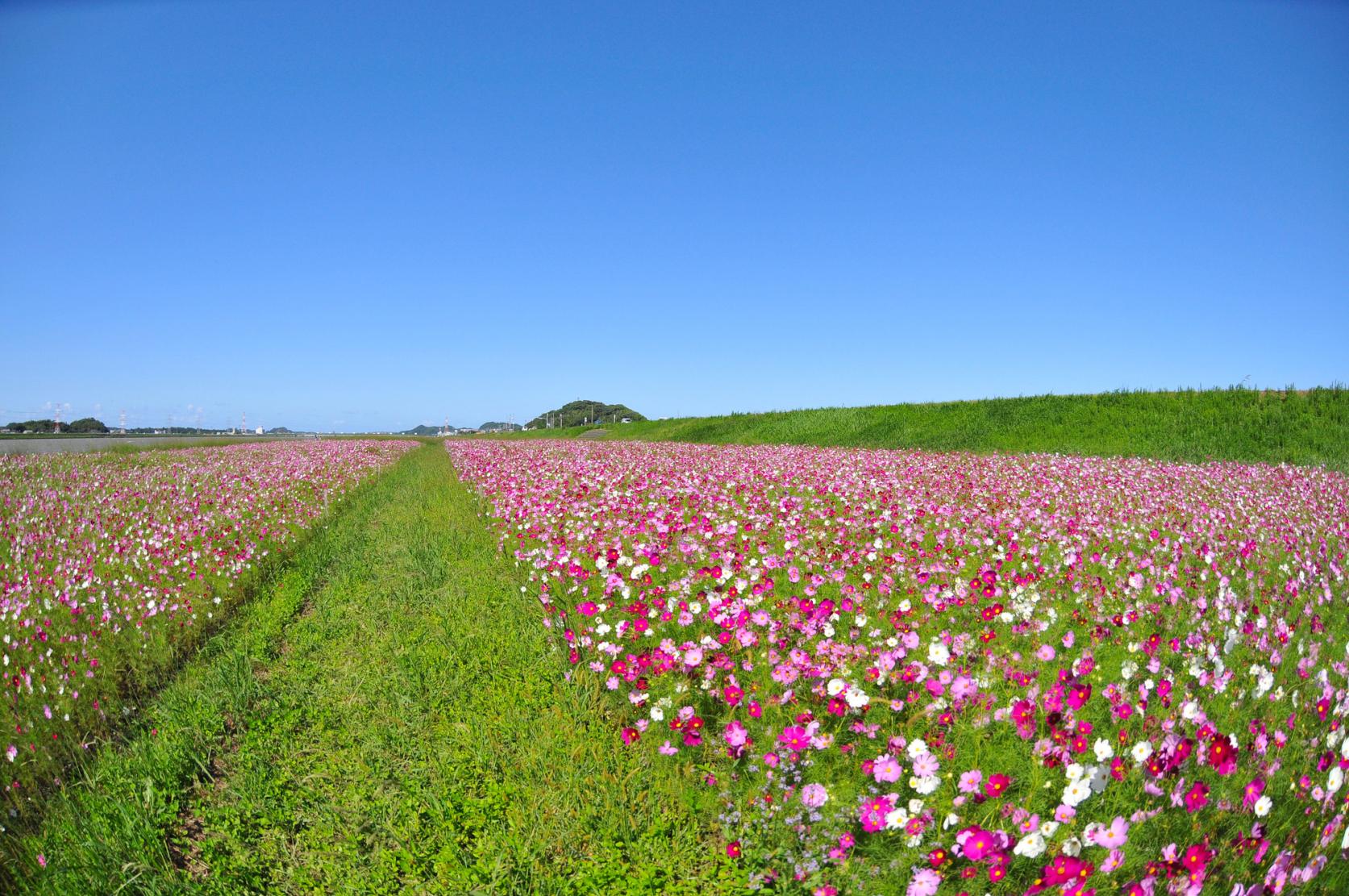 水卷町遠賀川江邊的大波斯菊園-2