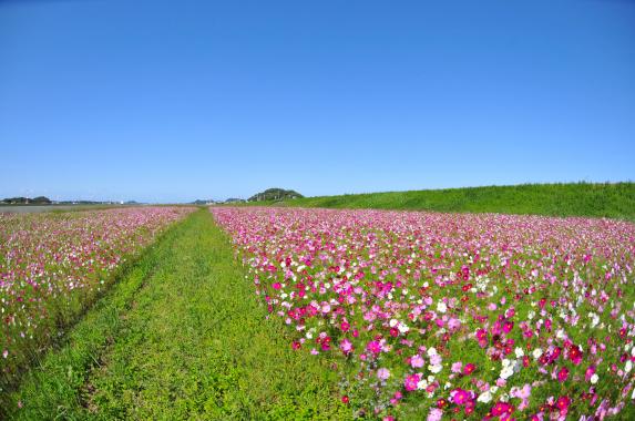 水卷町远贺川江边的大波斯菊园-2