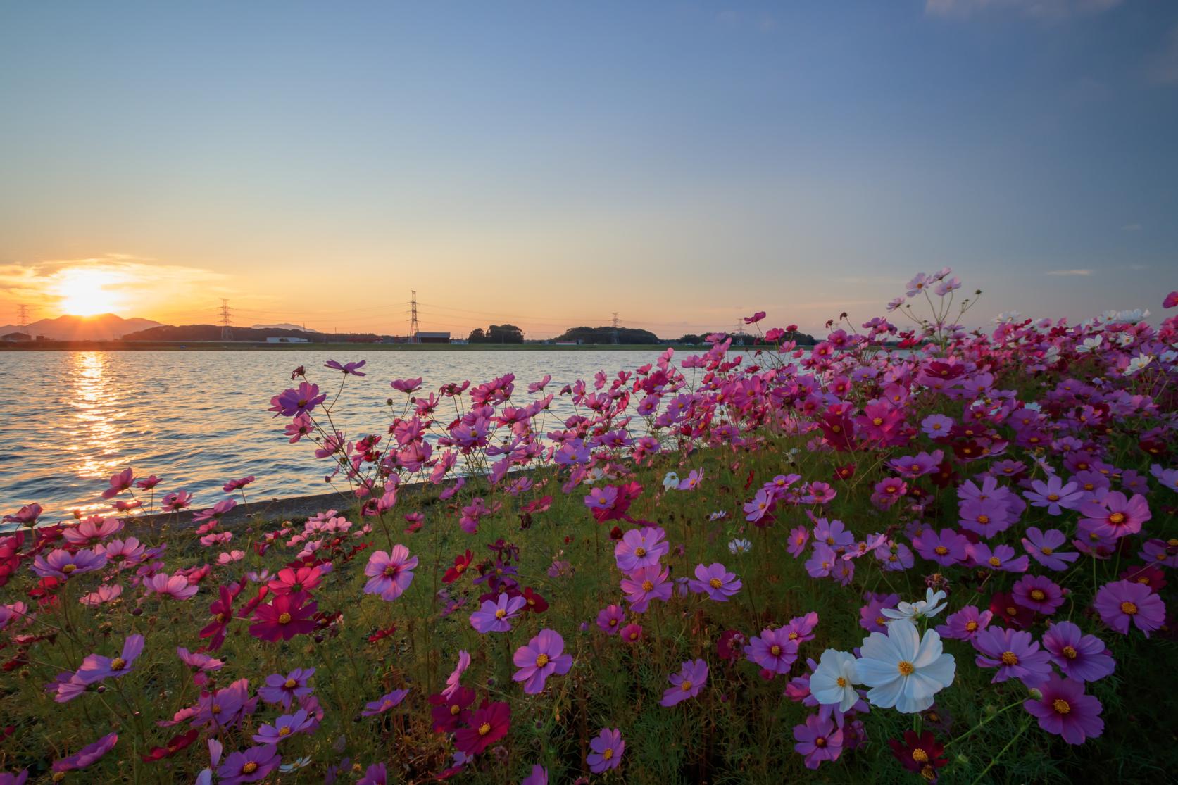 水卷町遠賀川江邊的大波斯菊園-9