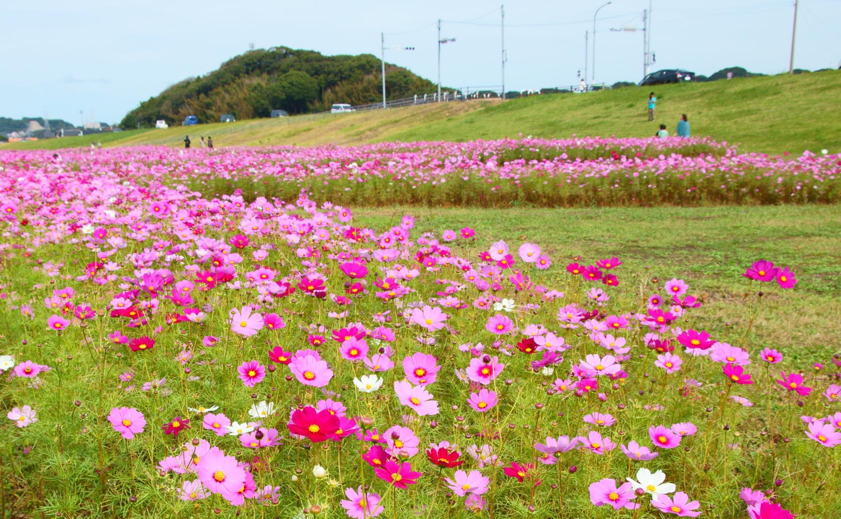 Mizumaki Town Cosmos garden on the banks of the Onga River-6