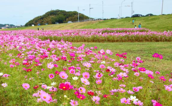 水卷町远贺川江边的大波斯菊园-6