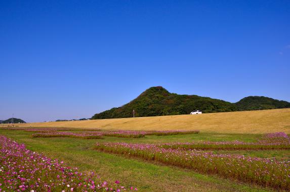 水巻町 遠賀川河川敷のコスモス園-8