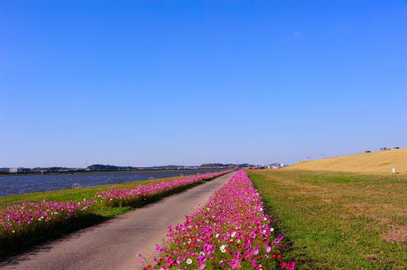 水卷町远贺川江边的大波斯菊园-7