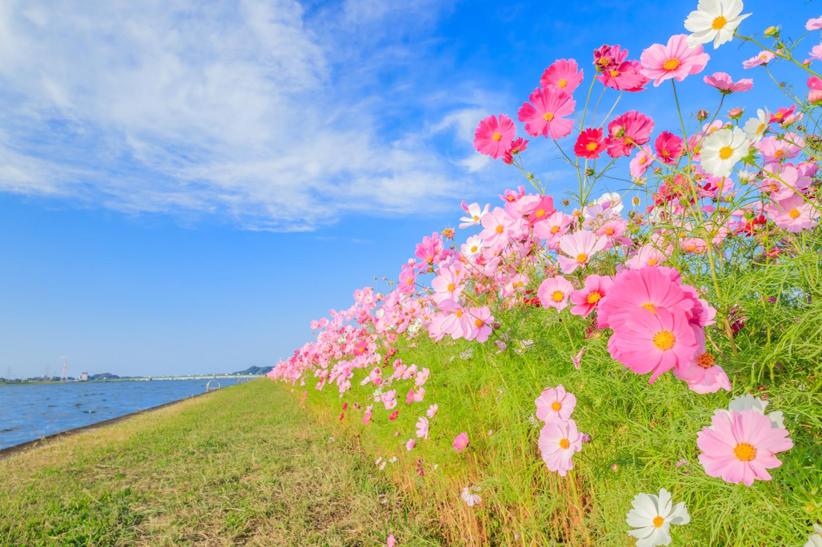 水巻町 遠賀川河川敷のコスモス園-1