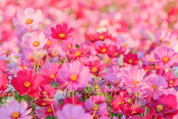 Mizumaki Town Cosmos garden on the banks of the Onga River-4