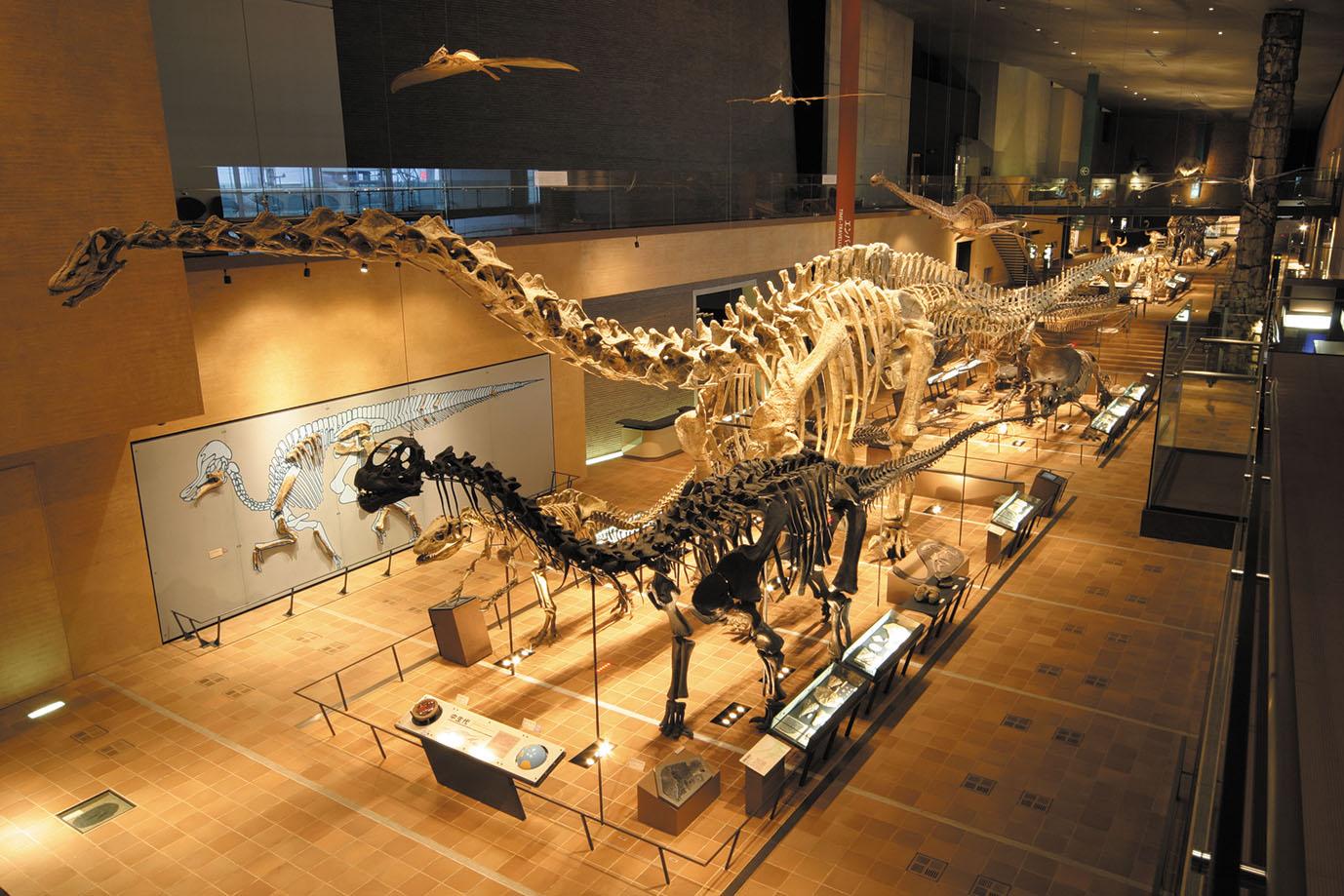 Kitakyushu Museum of Natural History and Human History-1