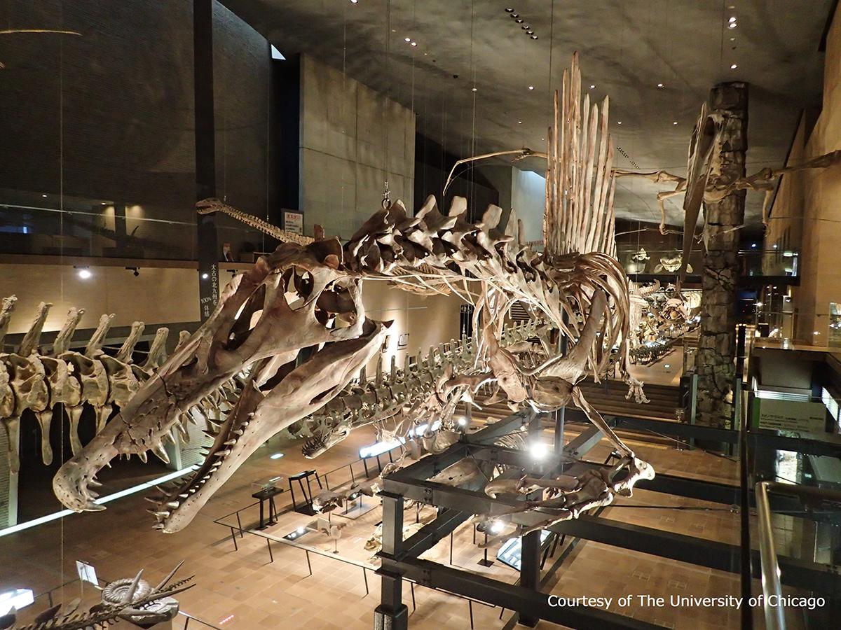 Kitakyushu Museum of Natural History and Human History-0