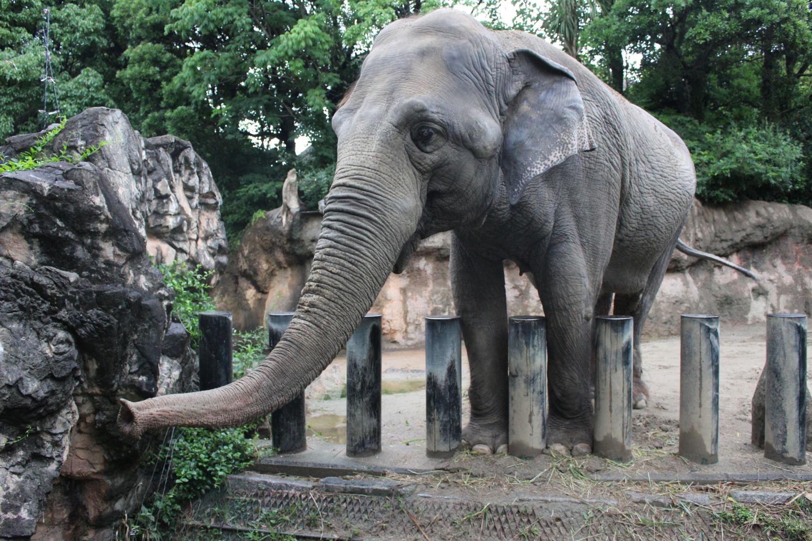 ITOZU NO MORI Zoological Park-1