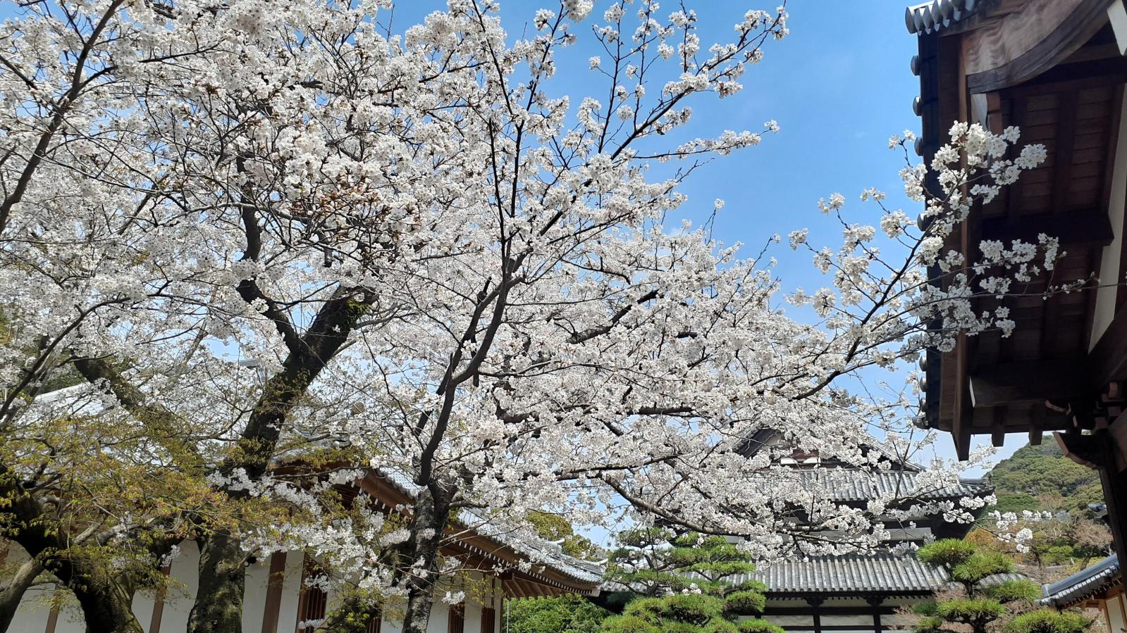 広寿山福聚寺-2