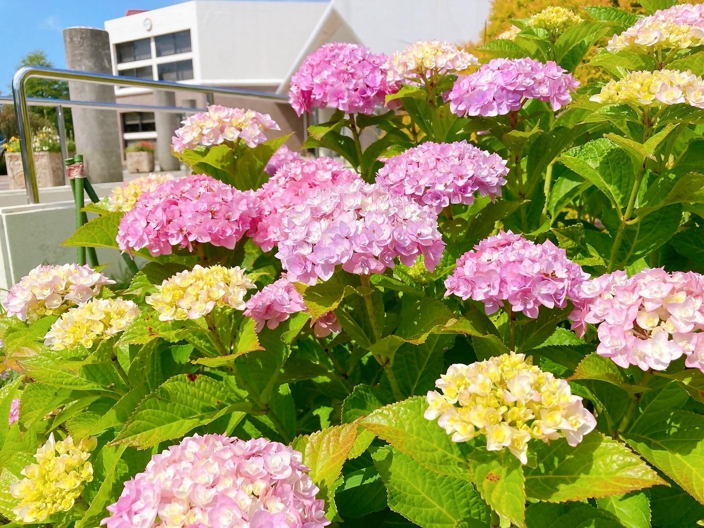 花農丘公園　北九州市立総合農事センター　-1