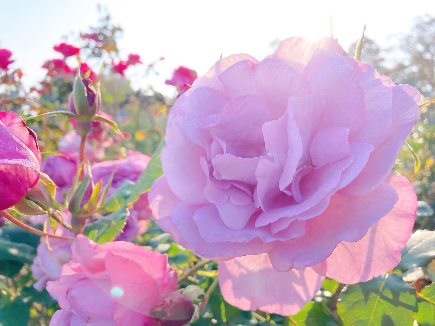 花農丘公園　北九州市立総合農事センター　-7