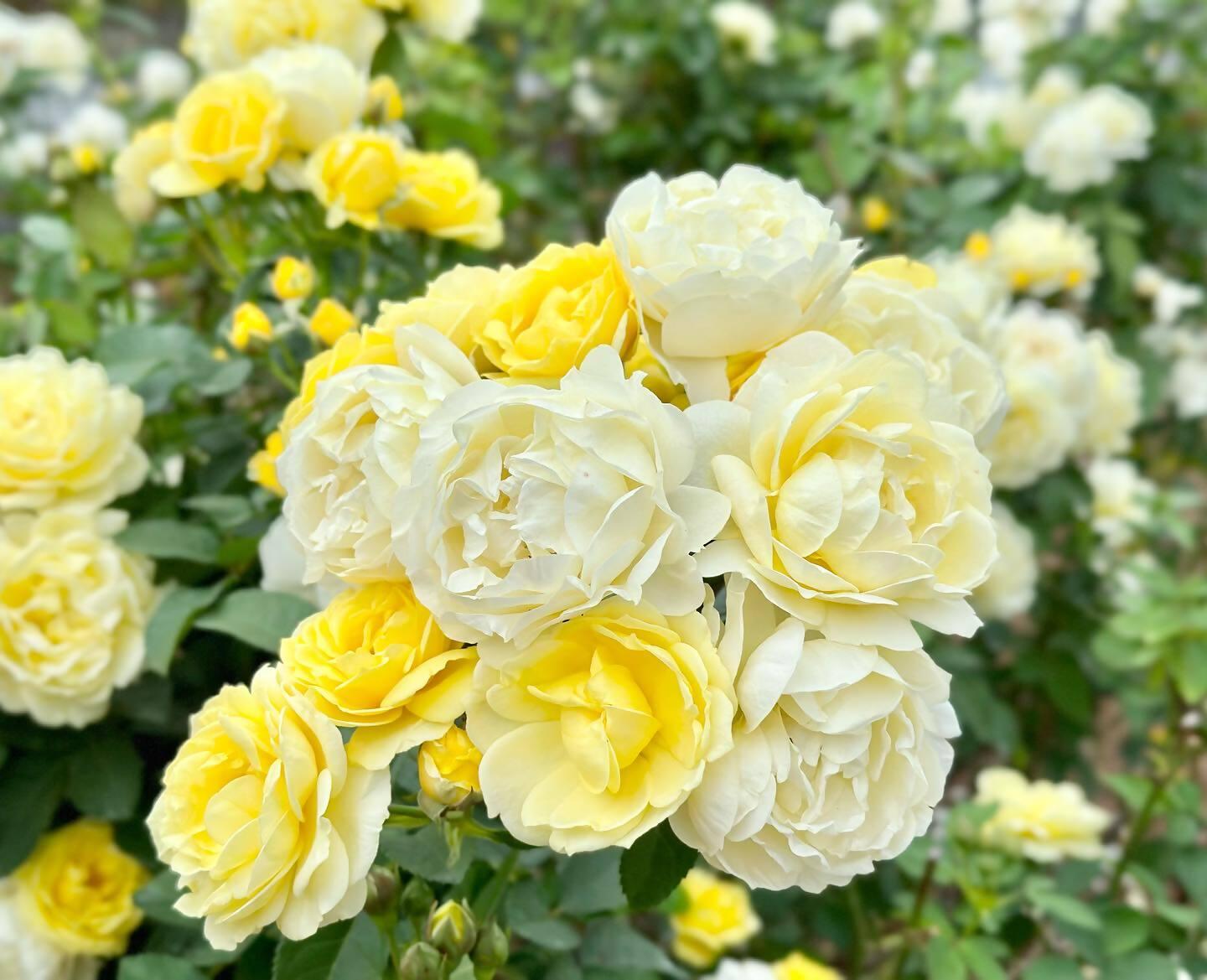 花農丘公園　北九州市立総合農事センター　-6