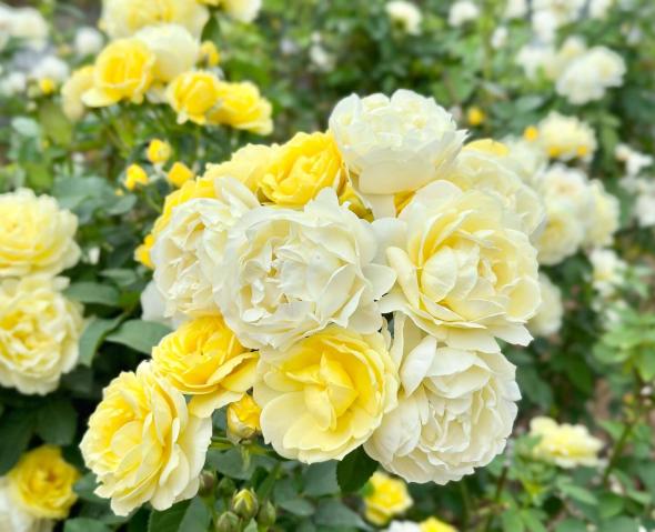 花農丘公園　北九州市立総合農事センター　-6
