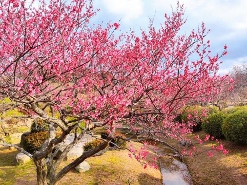 花農丘公園　北九州市立総合農事センター　-0