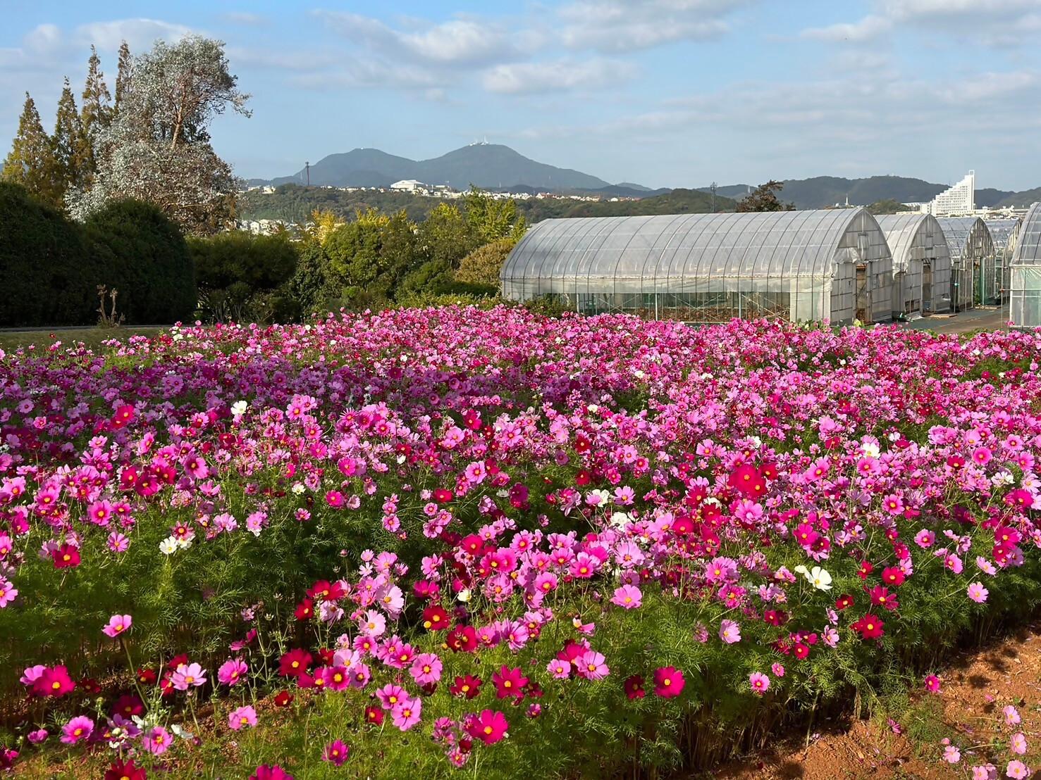 花農丘公園　北九州市立総合農事センター　-2