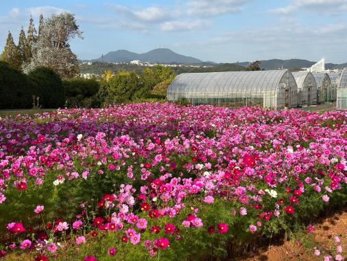 花農丘公園　北九州市立総合農事センター　-2
