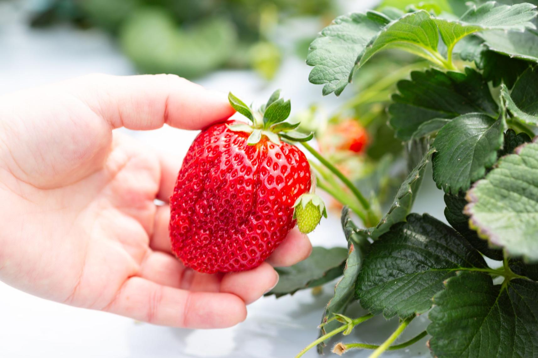 Buzen Fruitland
