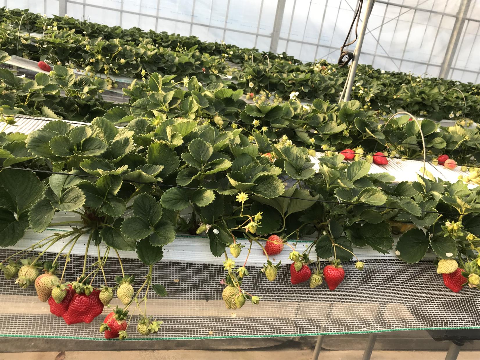 Buzen Fruitland-1