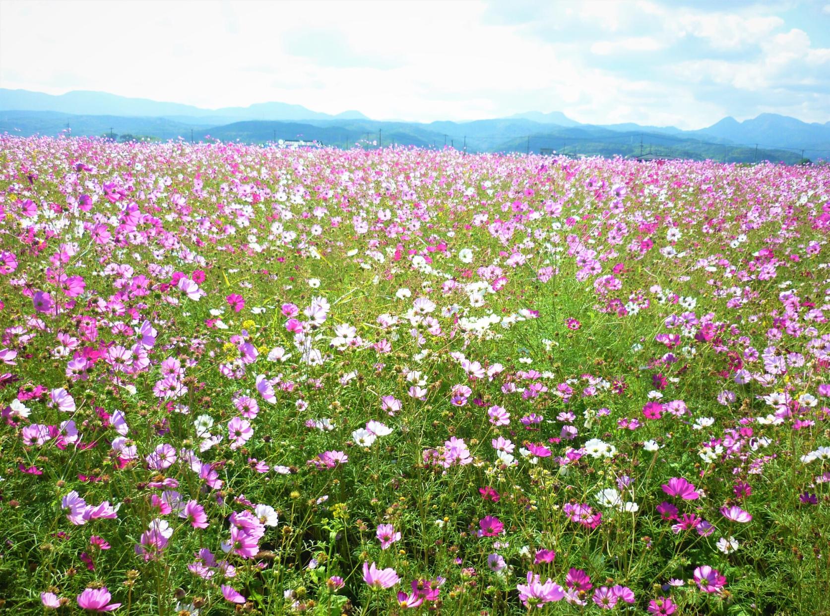 In front of the Shin Yoshitomi roadside station site-7