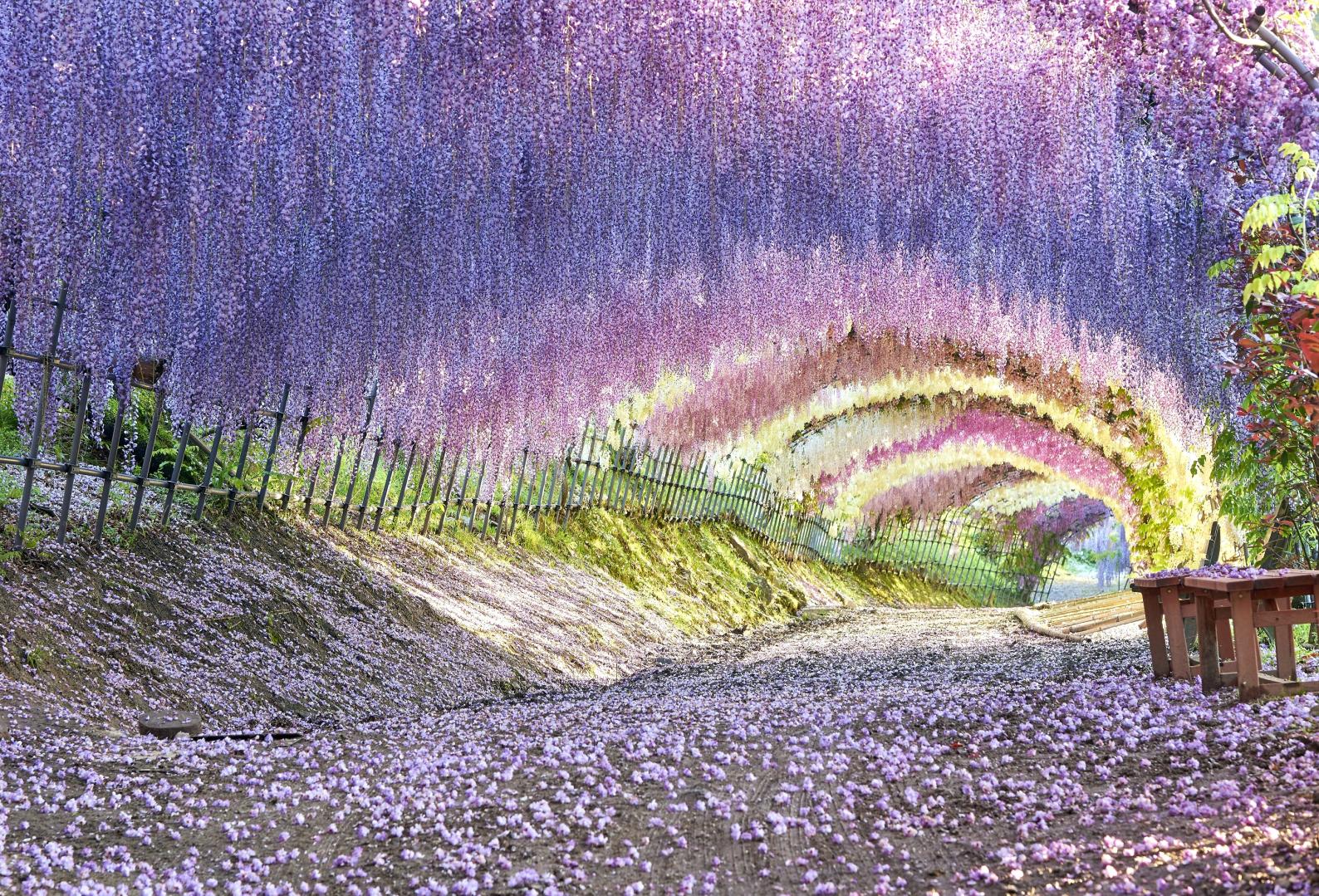 Kawachi Wisteria Garden-1