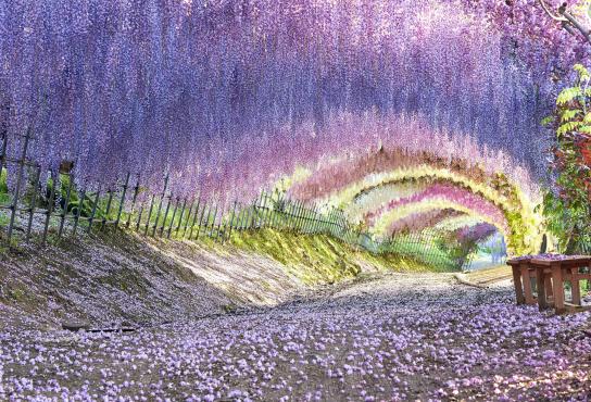 Jardin de glycines de Kawachi-0