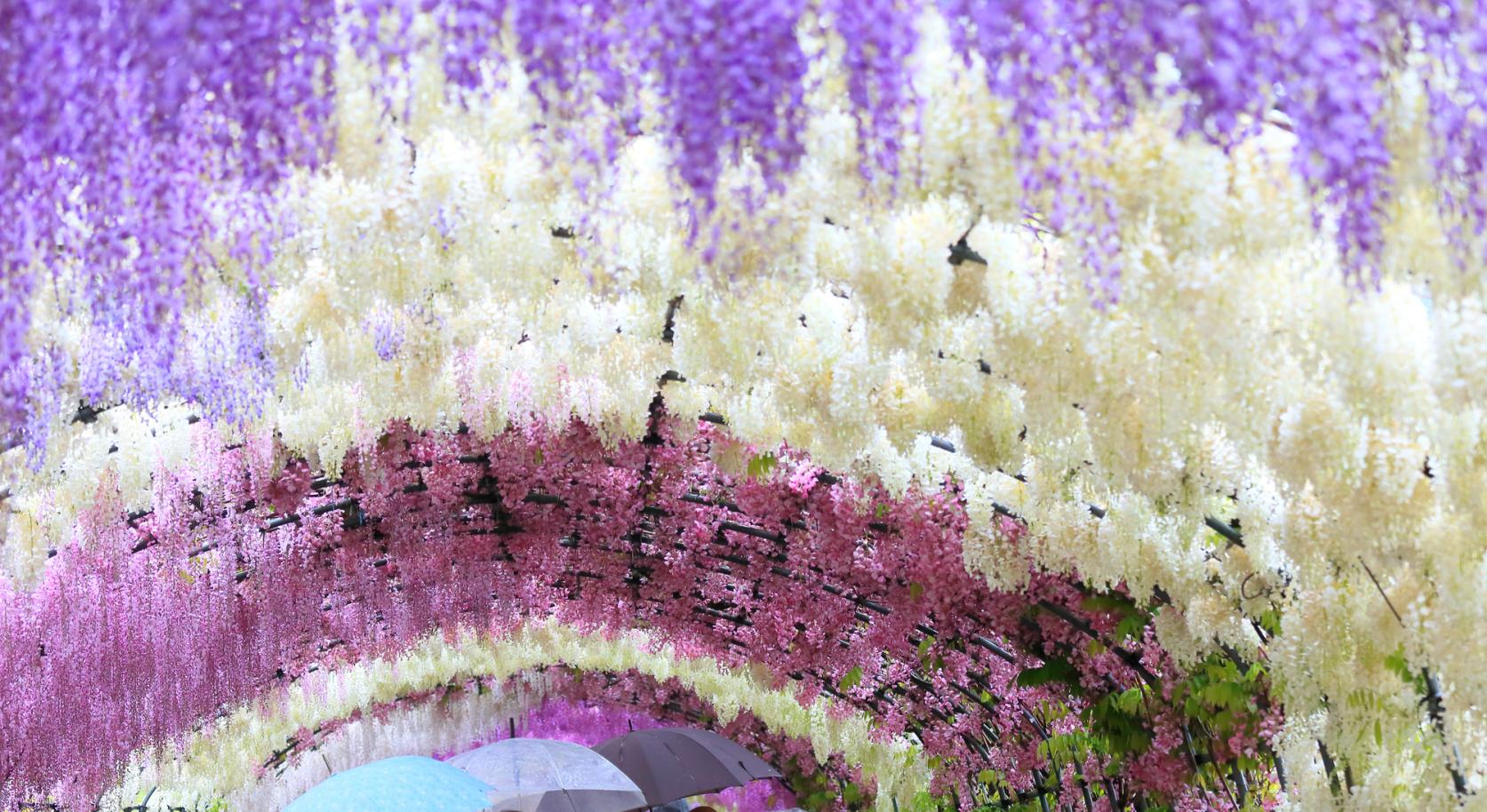 Kawachi Wisteria Garden-8