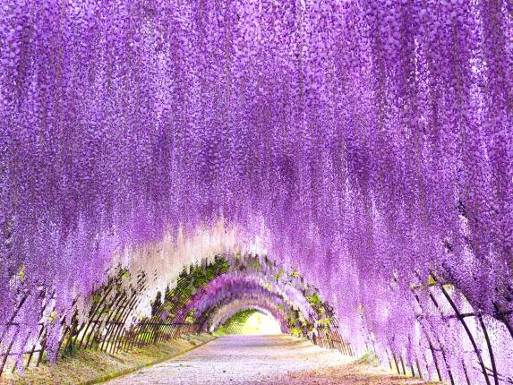 Kawachi Wisteria Garden-0