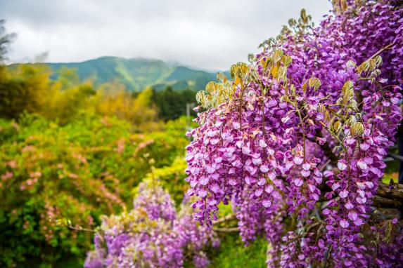 Kawachi Wisteria Garden-6