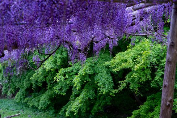 Kawachi Wisteria Garden-5