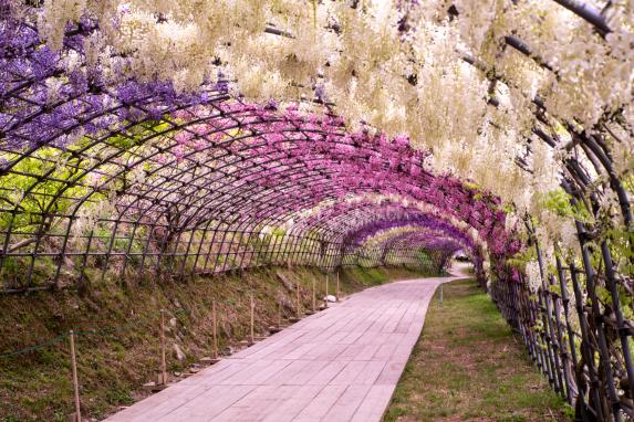 Kawachi Wisteria Garden-2