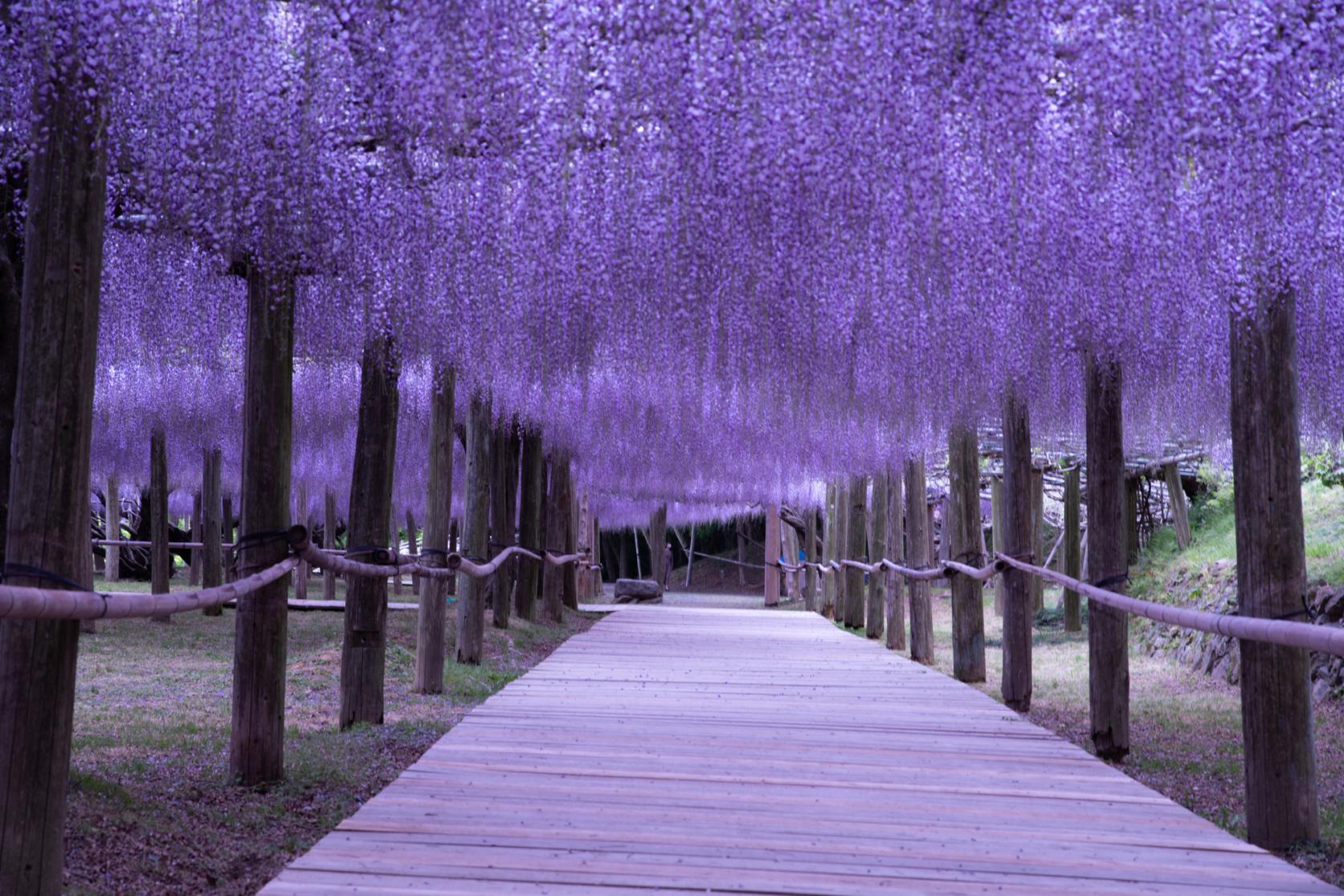 Kawachi Wisteria Garden-3